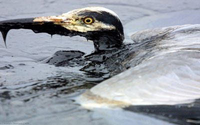 Entra en vigor Directiva 2024/1760 de la Unión Europea en materia de sostenibilidad empresarial